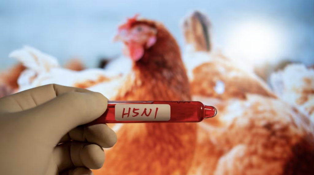 H5N1 Virus Can Trigger Human Pandemic, Warns Researchers